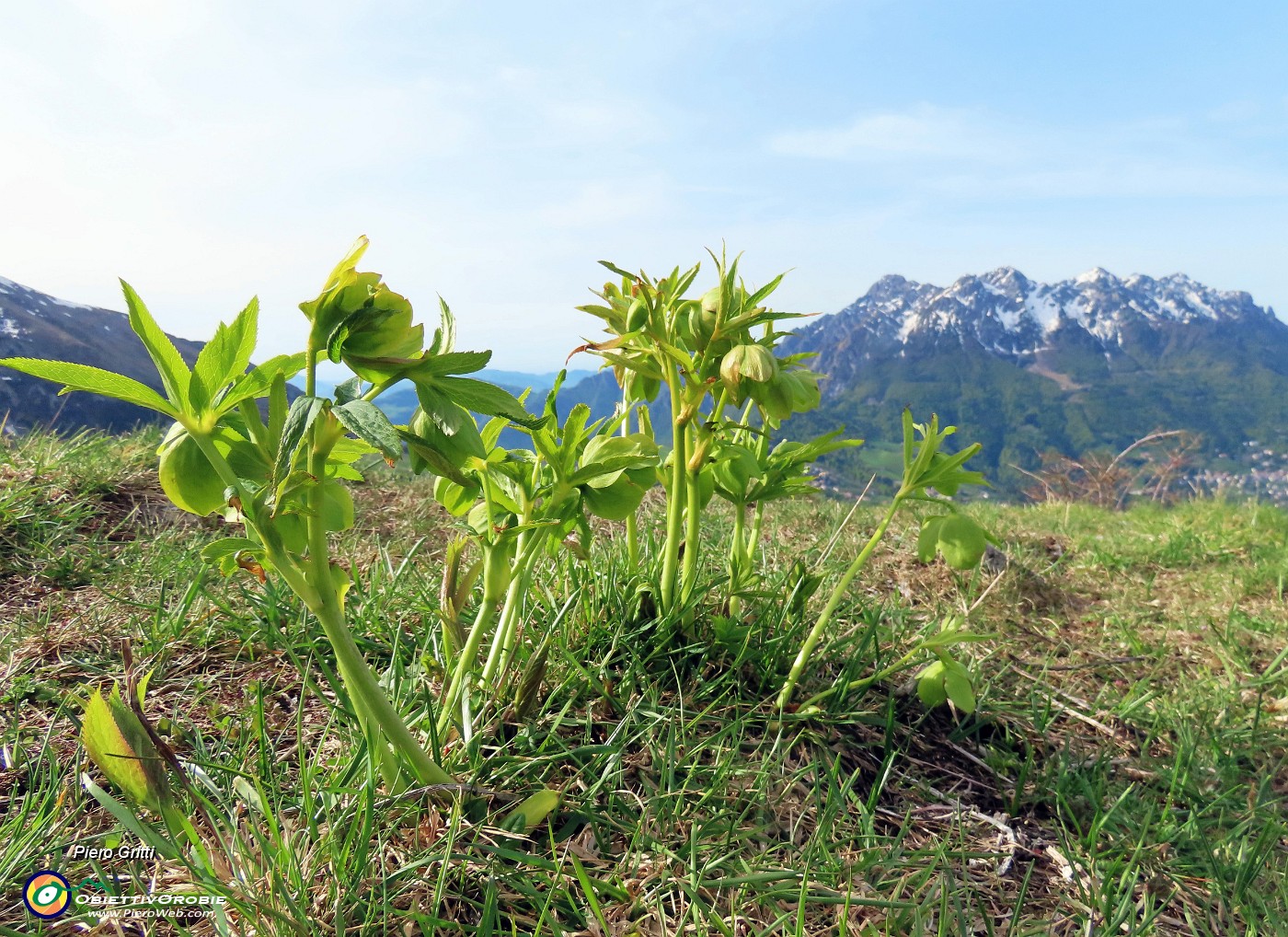 17 Helleborus viridis (Elleboro verde) con vista in Alben.JPG